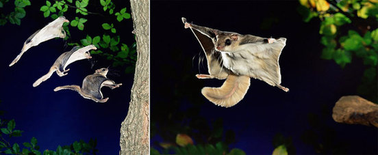 动物界超级“模仿秀” 神似形似两不误