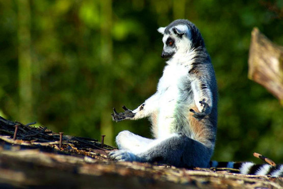 动物界超级“模仿秀” 神似形似两不误