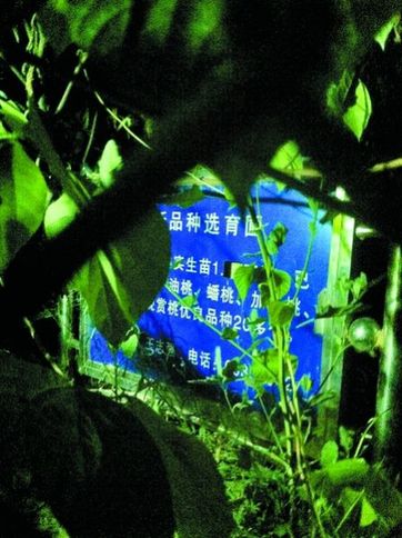 郑州3人偷吃“高科技”桃子致13年科研成果被耽搁