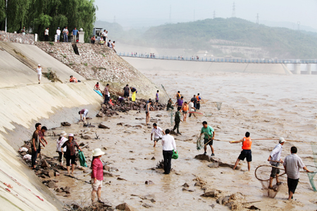 黄河小浪底大浪淘沙形成流鱼奇观-+中国在线