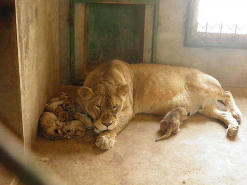 沈阳怪坡东北虎园“玫瑰”母狮平安产6只幼狮