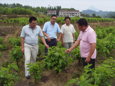 太湖双培双带基地效益明显