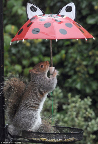 松鼠雨天撑伞避雨 吓跑鸟儿(图)