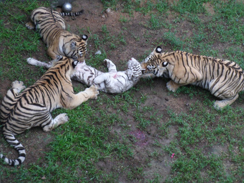 威海动物园孟加拉虎咬死稀有白虎