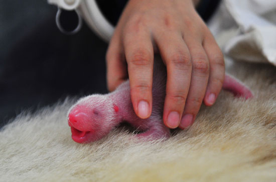 今年全球首对双胞胎熊猫宝宝诞生