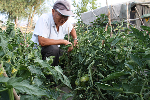 青河县:大力发展庭院式菜园