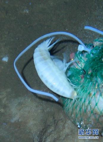 “蛟龙”探深海 7000米海试发现11种新物种