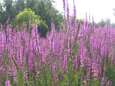 吴忠市新月广场——气派的景观名片