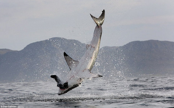 白鲨跃食海豹牙齿嘣掉 动物不雅吃相