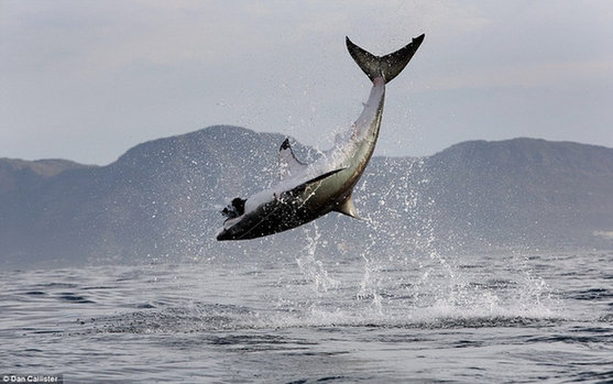 白鲨跃食海豹牙齿嘣掉 动物不雅吃相