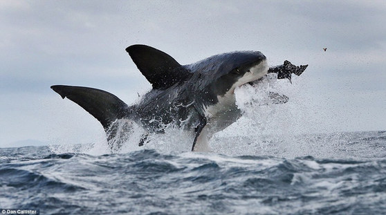 白鲨跃食海豹牙齿嘣掉 动物不雅吃相[1]