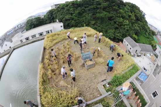 浙江温岭农民在房顶种水稻