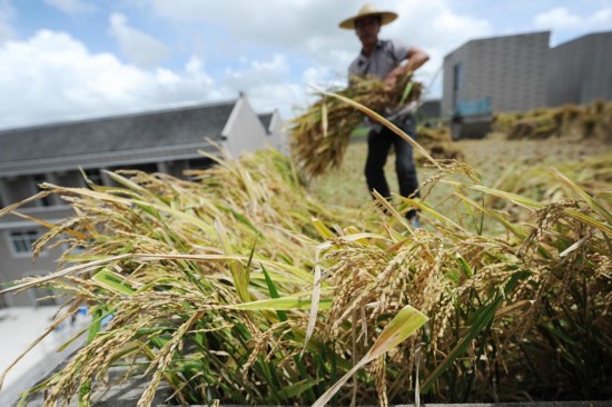 浙江温岭农民在房顶种水稻
