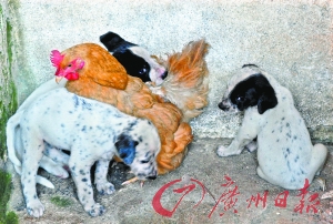 鸡犬相往来:老母鸡当起了