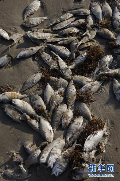 美国得州海滩出现大量死鱼(高清组图)