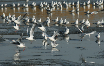 塔河两岸景如画 瀚海胡杨醉游人