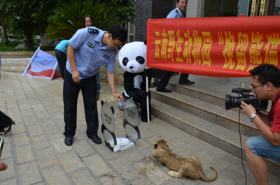 挽留熊猫公益行获森警支持 云南野生动物园透露将如何“挽留熊猫”