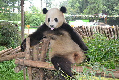 挽留熊猫公益行获森警支持 云南野生动物园透露将如何“挽留熊猫”