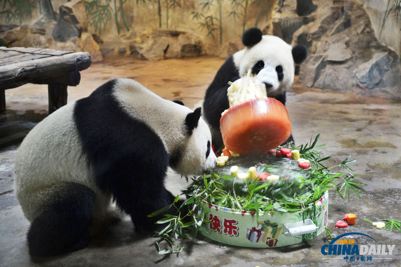 杭州动物园为大熊猫举办生日会