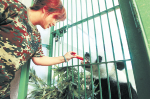 石家庄动物园:大熊猫朵朵和娅祥的幸福生活(图)