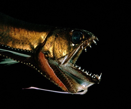 大洋深处的神秘“怪物”