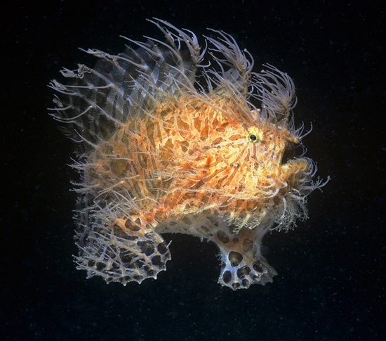 大洋深处的神秘“怪物”