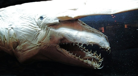 大洋深处的神秘“怪物”