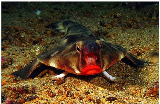 大洋深处的神秘“怪物”