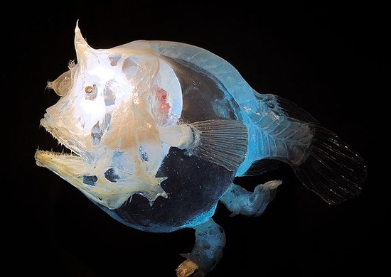 大洋深处的神秘“怪物”