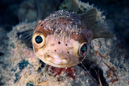 大洋深处的神秘“怪物”