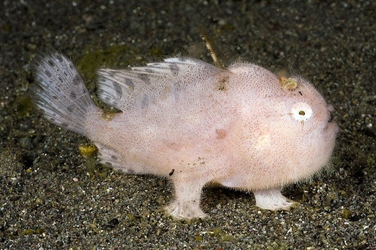 大洋深处的神秘“怪物”