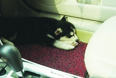 车主将哈士奇放车内防盗 车窗被砸狗仍呼呼大睡