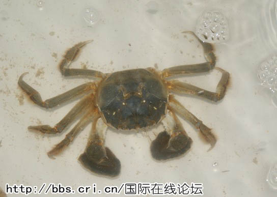 中国大闸蟹入侵德国水域致损失达8千万欧元