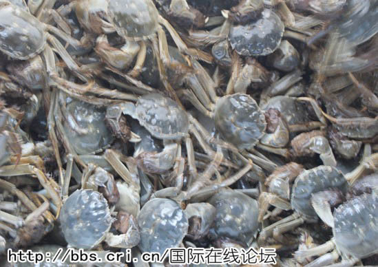 中国大闸蟹入侵德国水域致损失达8千万欧元