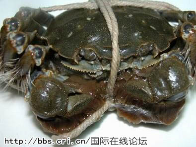 中国大闸蟹入侵德国水域致损失达8千万欧元