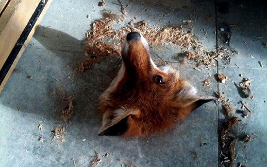 可怜狐狸脑袋被地板卡住 建筑工人将其救出(图)