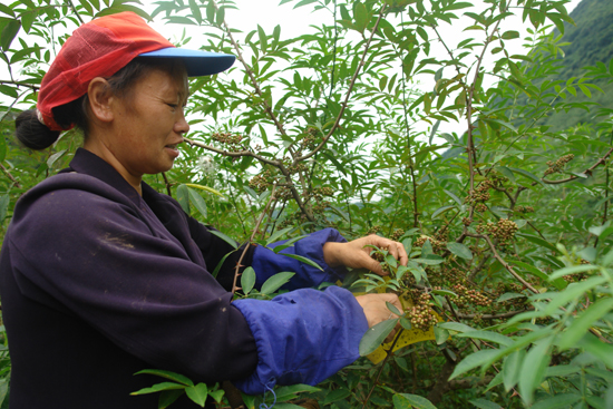 云南省彝良县花椒今年预计实现产值1.2亿元