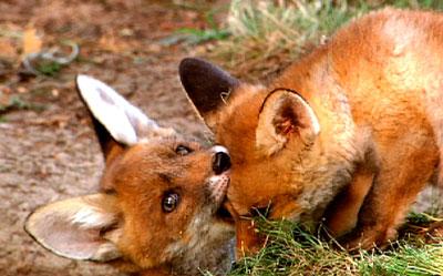 《野性俄罗斯》:野性呼唤下的生命奇迹