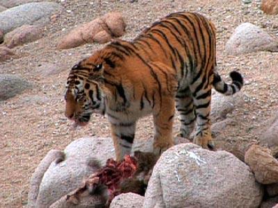 性呼唤下的生命奇迹