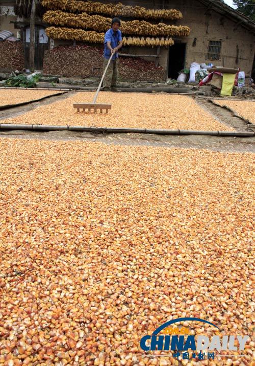 粮食实现“九连增”全国秋粮已收获9.71亿亩