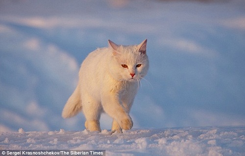 生猛猫咪为保卫领地驱赶狐狸 霸气十足(组图)