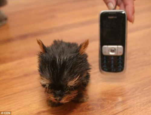 世界最小狗狗没手机高 欲申请世界纪录(图)