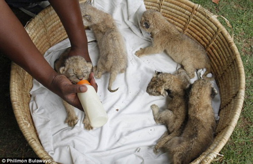 动物园母狮一次产下8只幼崽 刷新世界纪录