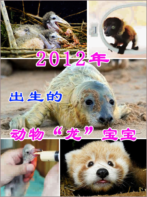 年终盘点：2012年出生的动物