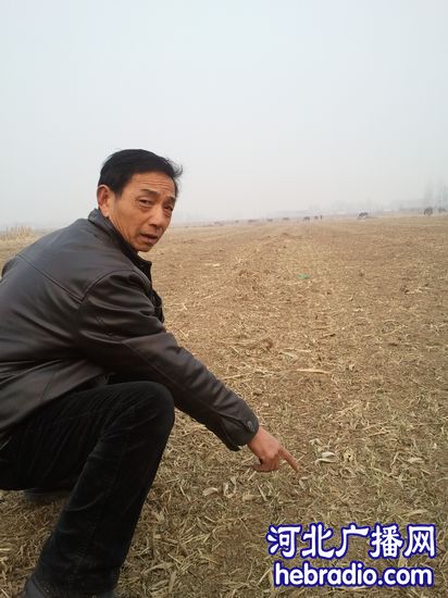 邯郸磁县北来村150亩麦地一夜被毁[2]