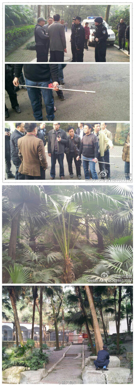 重庆市动物园两头狮子跑出笼舍 母狮已被擒(图)