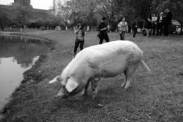 建川博物馆的“猪坚强”