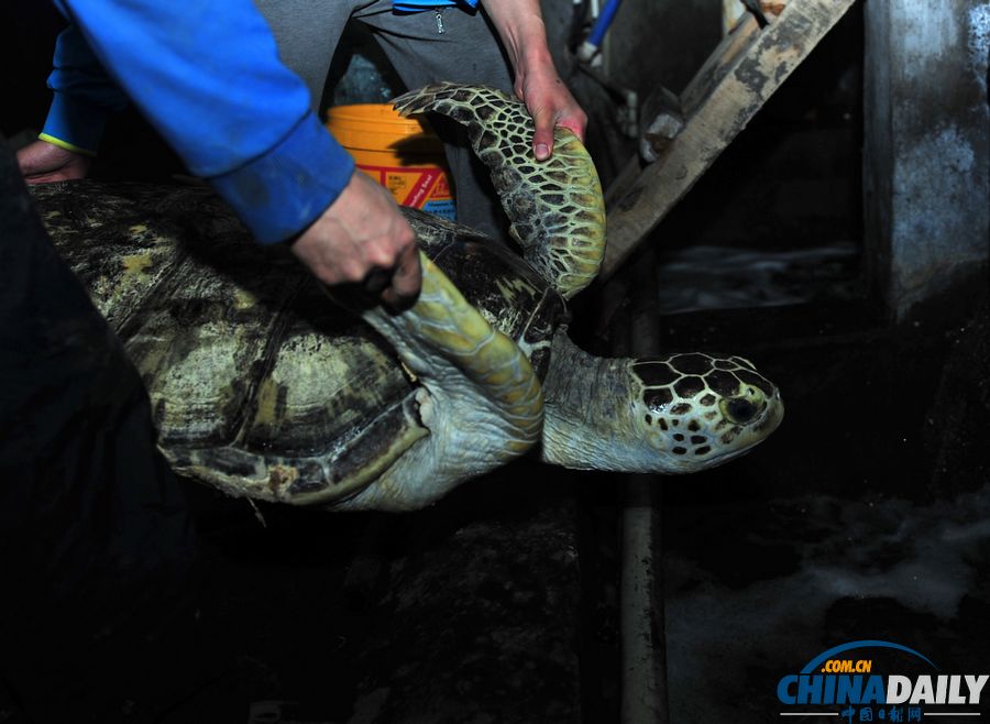 新疆百岁海龟进医院做胃镜