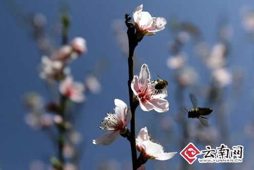 昆明春常在 美景处处现[组图]