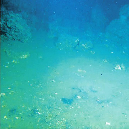 蛟龙号七小时探索之旅：海底大型生物引惊叹(图)